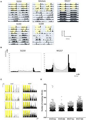 Locomotor Behaviour and Clock Neurons Organisation in the Agricultural Pest Drosophila suzukii